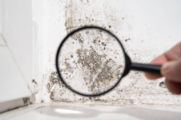 Best Mold Odor Removal Services  in Centereach, NY